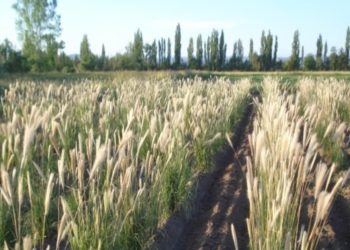 El INTA Rama Caída llevó su proyecto de “Pasto Plumerito” al Congreso Argentino de Semillas