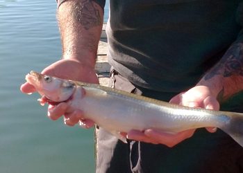 La temporada de pesca arrancó con todo en los embalses sanrafaelinos