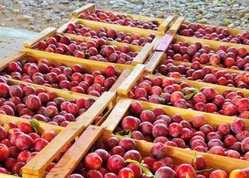 Llegaron las ciruelas: se consiguen a muy buen precio y directo de los productores