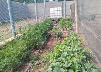 Internos trabajan en huertas hortícola en la Unidad Penitenciaria de El Cerrito