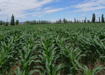 Trabajan para seguir potenciando la producción de maíz en San Rafael