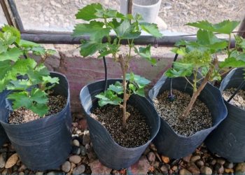 Estudian el uso de hongos para mejorar el cultivo de la vid en San Rafael