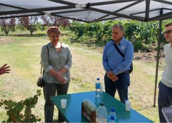 Ciruela y Vid: Un equipo de trabajo busca «oportunidades» para los principales cultivos del Sur de Mendoza