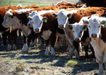 Buscan fortalecer lazos entre el Sur de Mendoza y San Luis para el desarrollo ganadero