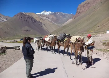 Aplicarán duras sanciones a las empresas que maltraten animales en el Aconcagua