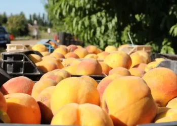 Durazno para industria: El sur concentra casi un 20% de la producción provincial