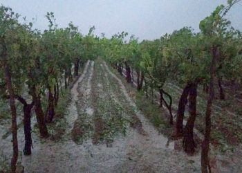 Fuerte tormenta con viento y granizo se precipitó en varias zonas de San Rafael