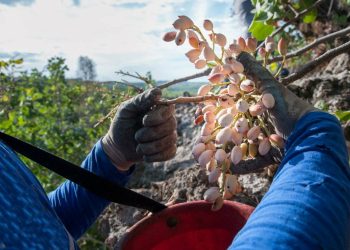 El pistacho mendocino, un cultivo que crece a pasos agigantados y que promete un futuro promisorio