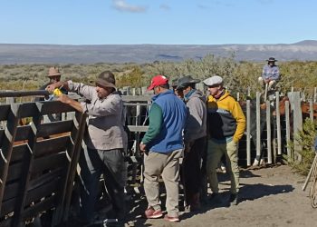 Mendoza se prepara para un futuro ganadero más competitivo