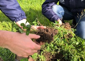 Harán experiencias de Agricultura Regenerativa en fincas del Sur Mendocino
