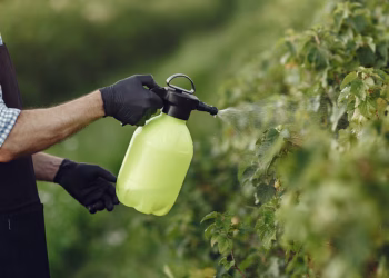 Cómo mantener las plantas libres de plagas de manera económica con dos ingredientes