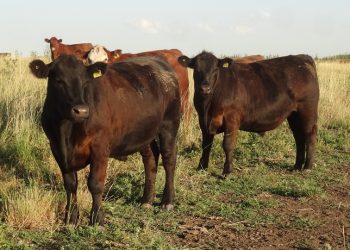 Malta, papas y orujos como suplemento alimenticio para el ganado bovino en el Sur de Mendoza