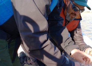 Captura, desove y siembra anual de pejerreyes en los lagos de San Rafael