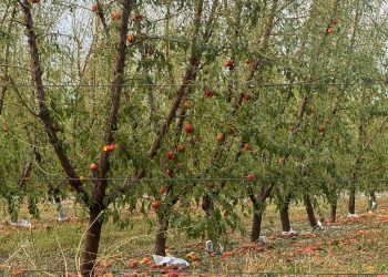 Diputados mendocinos piden a Nación la “emergencia agropecuaria” en San Rafael, Alvear y La Paz