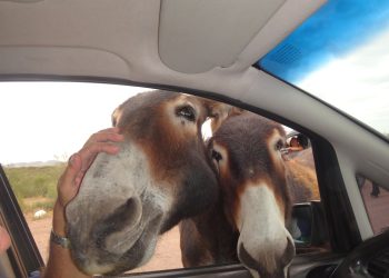 Simpáticos burros sanrafaelinos se hicieron “virales” por cobrar “peaje”