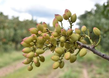 ¿Qué dice sobre San Rafael el Mapa Nacional del Pistacho?
