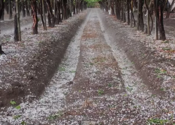 Granizo y su impacto en la agricultura del Valle de Uco: ¿Cómo proteger el futuro de los pequeños productores?
