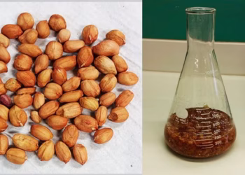 Dengue: científicos argentino descubrieron que un extracto de piel de maní inhibe el virus