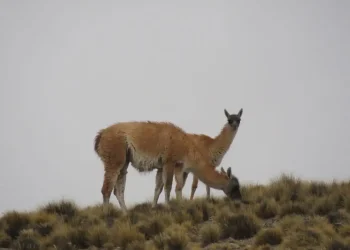 Caza furtiva en Mendoza: los animales en la mira y las zonas vulnerables a pesar de la prohibición