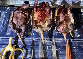 Cuatro detenidos por caza ilegal de piches