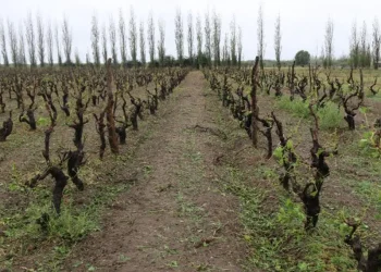 El Gobierno declaró el Estado de Emergencia agropecuaria