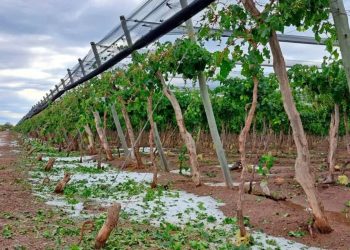 San Rafael y Alvear concentran el 70% de los adheridos al seguro agrícola en Mendoza