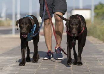 Habilitan pagar las multas por infracciones de tránsito paseando perros: dónde