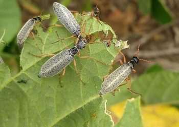 Alertan que el “bicho moro” puede afectar las hortalizas en el Sur de Mendoza