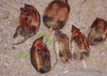 Cuesta de los Terneros: cuatro detenidos por cazar piches