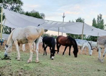PEMPA: la lucha incansable de la primera protectora equina en Mendoza