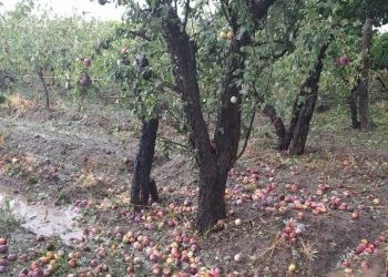 Real del Padre: un distrito pujante golpeado por la intensa granizada bajo la mirada de un técnico del INTA