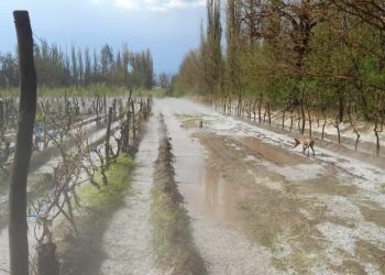 Panorama muy complicado por la fuerte tormenta de granizo que arrasó en Real del Padre