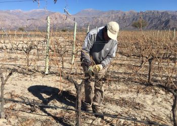 Nueva propuesta educativa: Mendoza forma administradores de fincas vitivinícolas