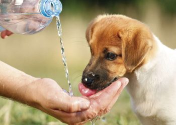 Protegiendo a las mascotas del calor extremo: claves para cuidar su salud