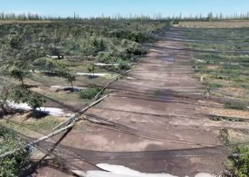 Diputados mendocinos solicitan ante Nación declararla emergencia agropecuaria tras las fuertes tormentas