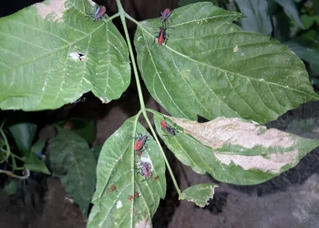 El insecto que llegó a Mendoza desde Chile y se transformó en una plaga