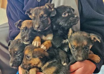 La dura realidad económica que vive la Sociedad Protectora de Animales y Plantas de San Rafael