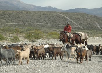 Organizan una “caravana” en defensa de la trashumancia y los arrieros