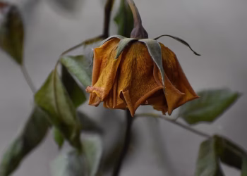 Cómo preparar un abono casero para revivir plantas marchitas con tres ingredientes de cocina