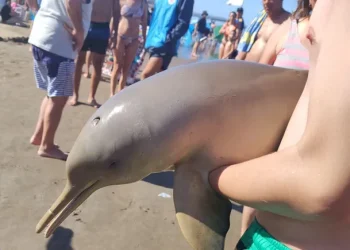 Imperdonable: un delfín murió porque un turista lo sacó del agua