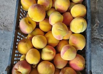 Escuela Pascual Iaccarini: empezó la venta de duraznos y de productos elaborados