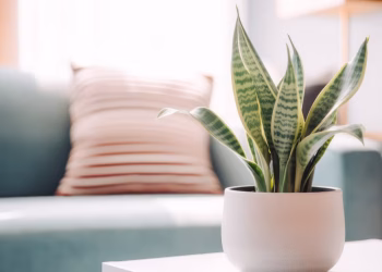 Adiós al calor:  Descubre las plantas que refrescarán tu hogar