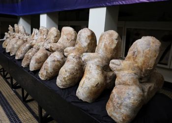 «Abuelo del tiburón blanco»: presentaron fósil de 9 millones de años de antigüedad