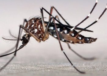 Dengue: San Rafael comienza el año con una muy baja incidencia a nivel provincial