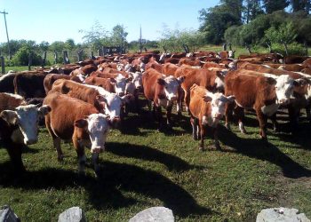 Ganadería bovina: San Rafael cayó un 16%  y cedió el primer lugar provincial a Alvear