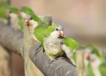 Psitacosis: Mendoza en alerta, San Rafael sin casos por el momento