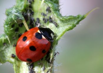 ¿Cuáles son los insectos benéficos para las huertas en el Sur de Mendoza?