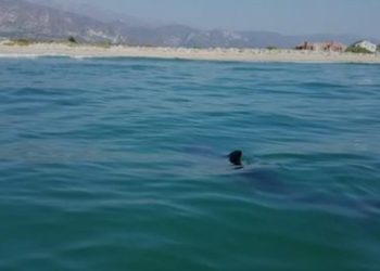 Murió un turista atacado por un tiburón en un balneario egipcio del Mar Rojo