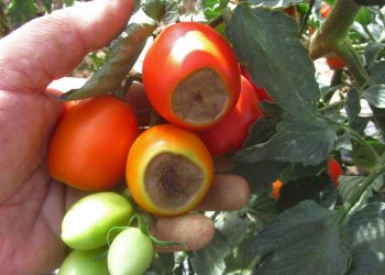 Alertan a productores de tomate por posible aparición de “podredumbre apical”