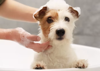 Cada cuándo tenemos que bañar a nuestros perros durante el verano
